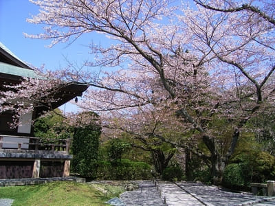 日本の美に酔いしれる!美しい竹の寺・報国寺の見どころ1.jpg