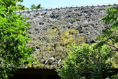 コケ好きにはタマラナイ!鎌倉最古のお寺【杉本寺】で苔写真を楽しむ1.jpg