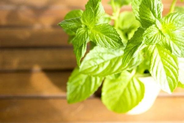 虫除け効果のある植物