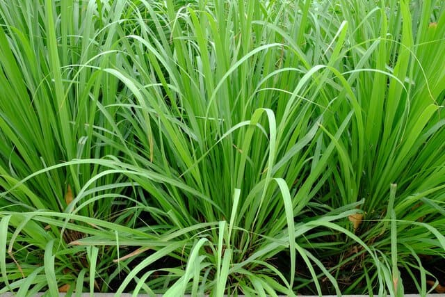 レモングラスのアロマ効果|活用法、ブレンドする際のポイントも紹介