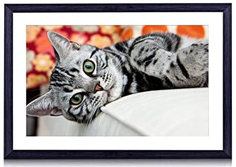 結局のところ1番好きな猫の種類ランキング