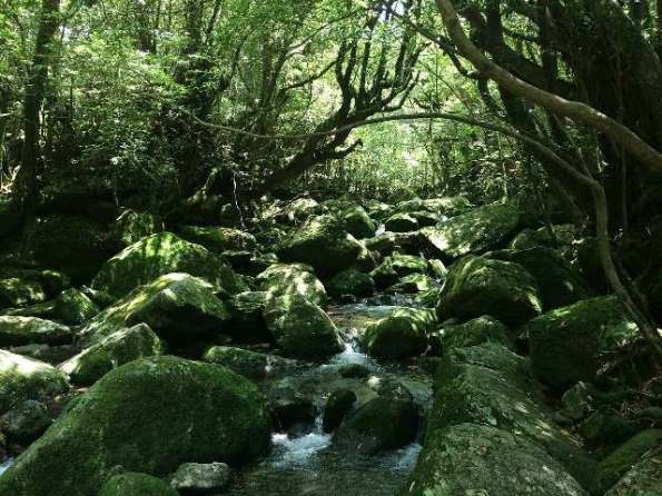 鹿児島といえば?思い浮かぶ観光・グルメなど有名なものランキング