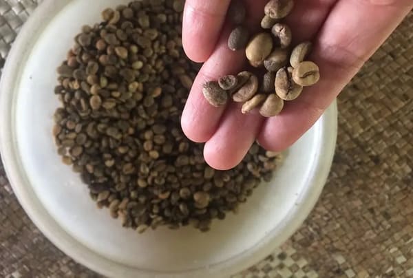 【焙煎は自宅で!が基本スタイル】コーヒーの名産地インドネシア・スンバ島のコーヒー事情