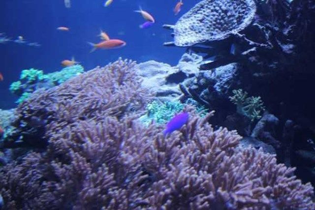 サンシャイン水族館の魅力を徹底解剖! 料金・割引・混雑情報!来館前に知りたい情報解説
