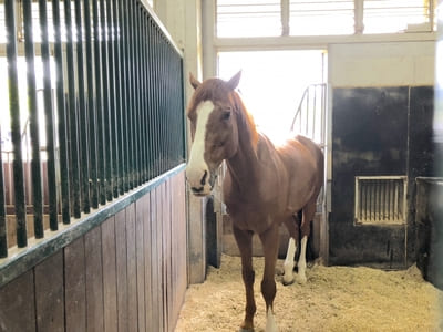 大人から子供まで自然や馬と遊べる!三木ホースランドパーク【神戸】1.jpg