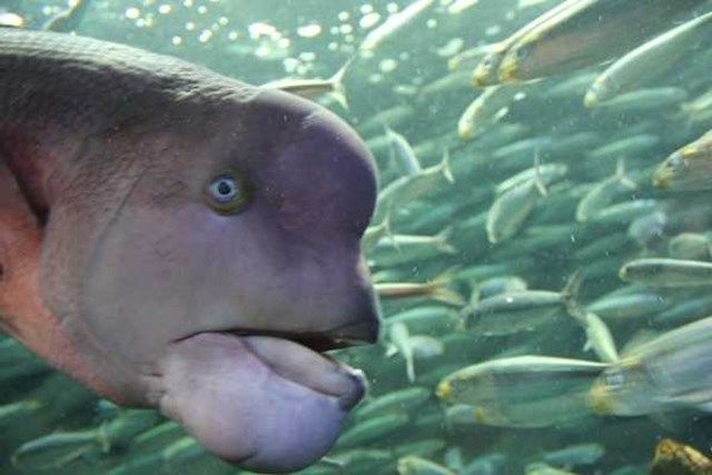 サンシャイン水族館の魅力を徹底解剖! 料金・割引・混雑情報!来館前に知りたい情報解説
