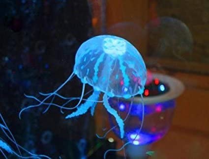 家で飼ってみたい水族館の人気者ランキング
