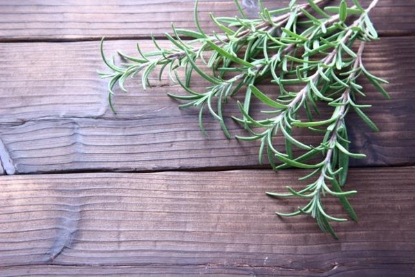虫除け効果のある植物