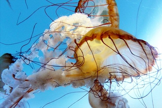 サンシャイン水族館の魅力を徹底解剖! 料金・割引・混雑情報!来館前に知りたい情報解説