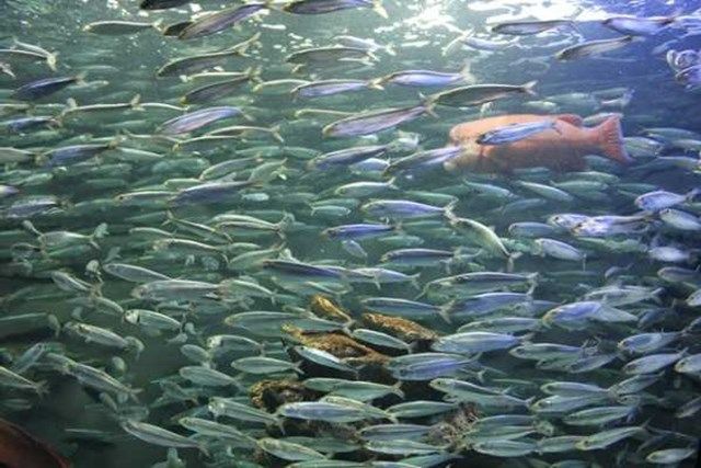 サンシャイン水族館の魅力を徹底解剖! 料金・割引・混雑情報!来館前に知りたい情報解説
