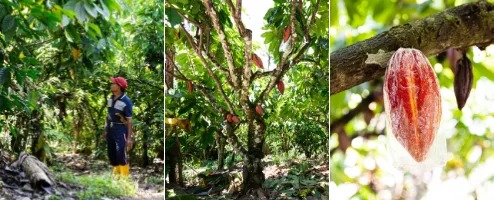 【LIFULL Table】食べることが地球のためになる、地球の新たな食材を見つけるプロジェクト『地球料理 -Earth Cuisine-(アース・キュイジーヌ)』 第三弾発表