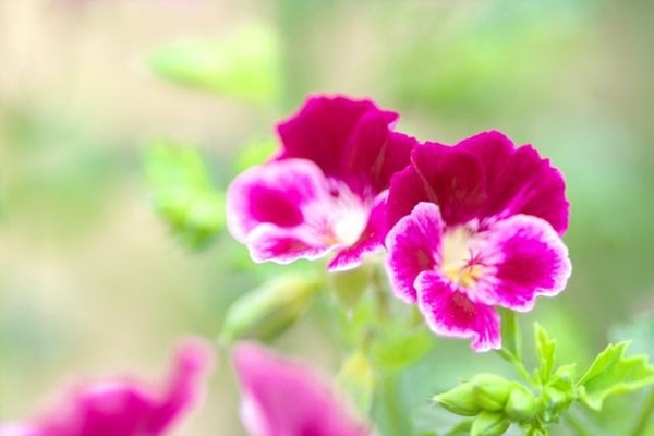 虫除け効果のある植物