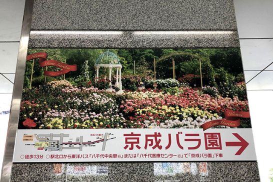 京成バラ園の見どころ徹底レポート!お出かけしたくなる千葉の人気観光スポットの魅力とは!?