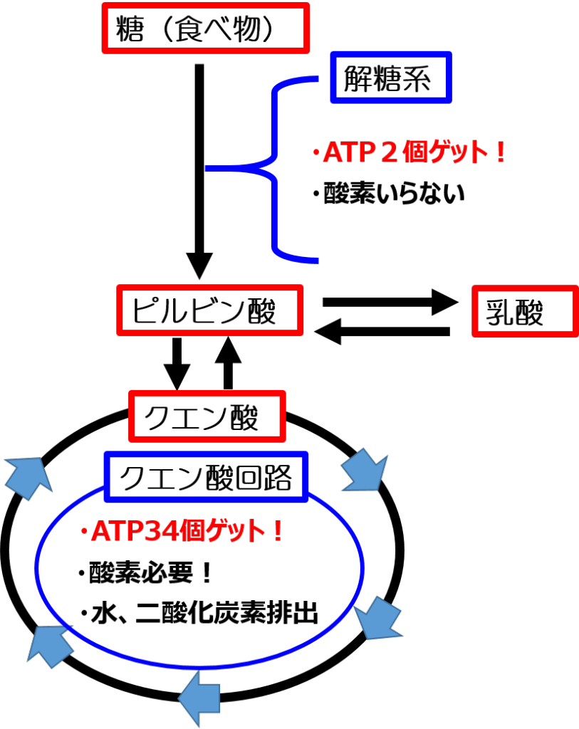 梅干しやレモン、すっぱい食べ物はなぜおいしい?~クエン酸の機能~